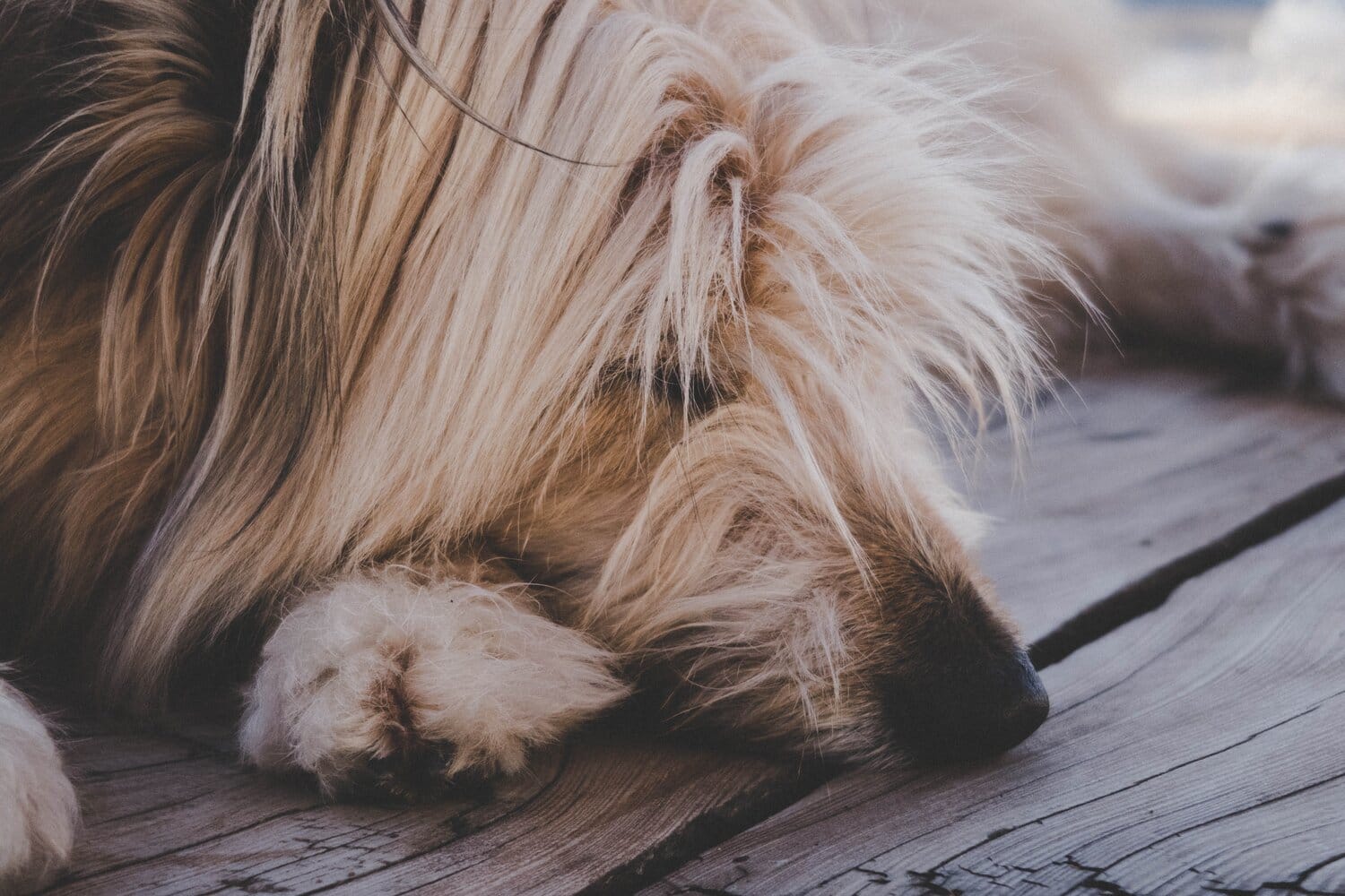 A dog sleeping on a wooden porch.