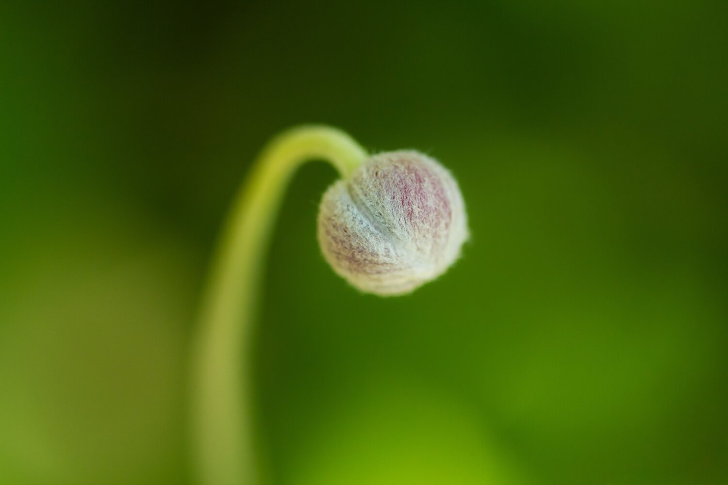 Portrait photo of a bud ready to bloom.