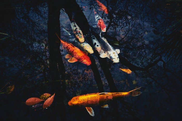 Koi fish swimming in a pond with the reflection of trees on the water.