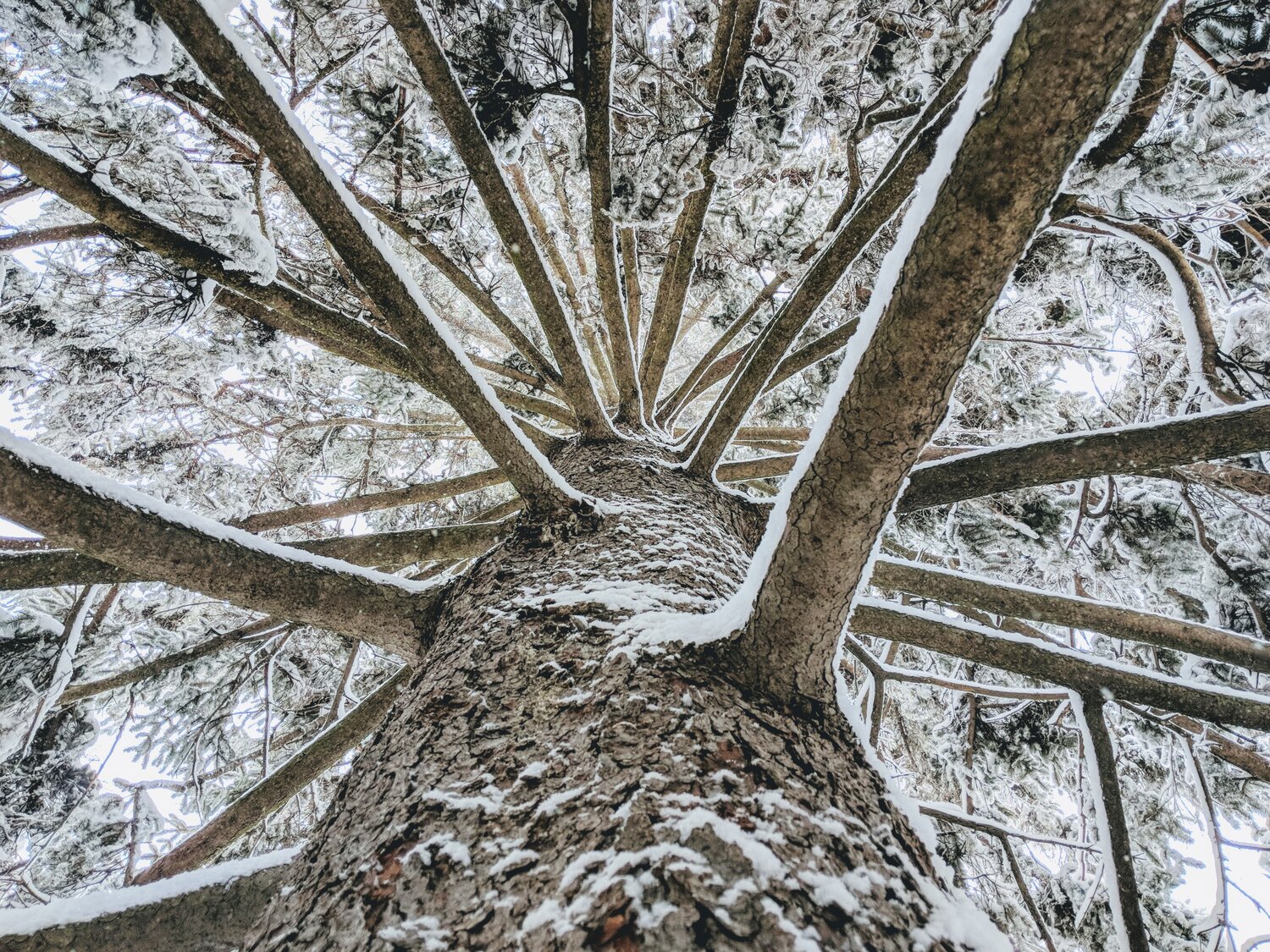 Looking up at a pine tree covered with snow.