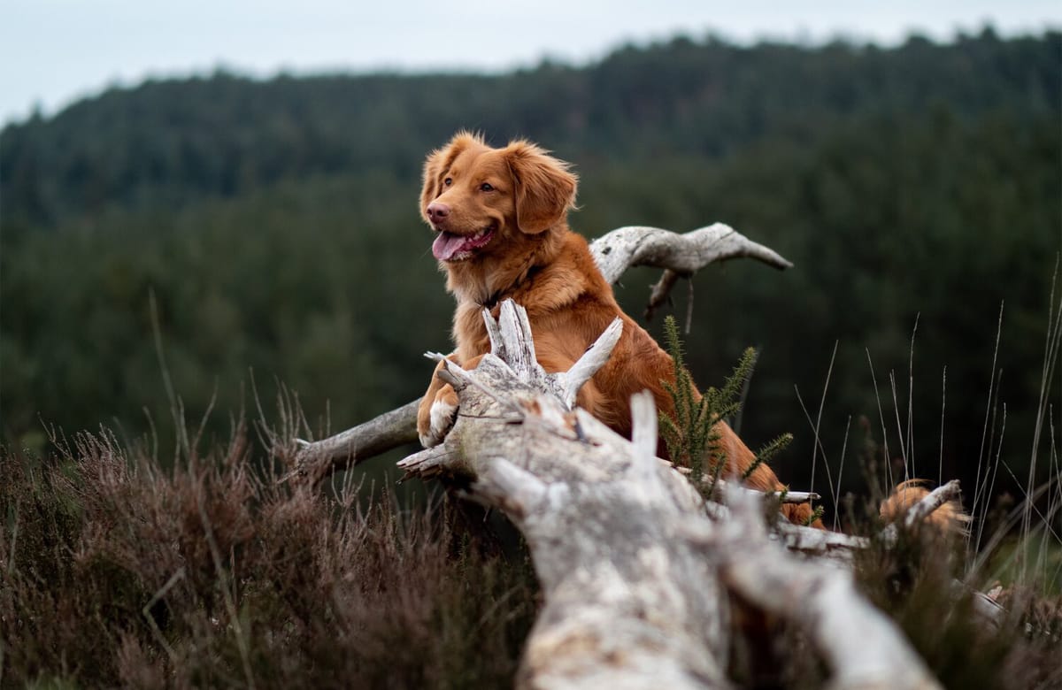 A happy brown dog in nature.