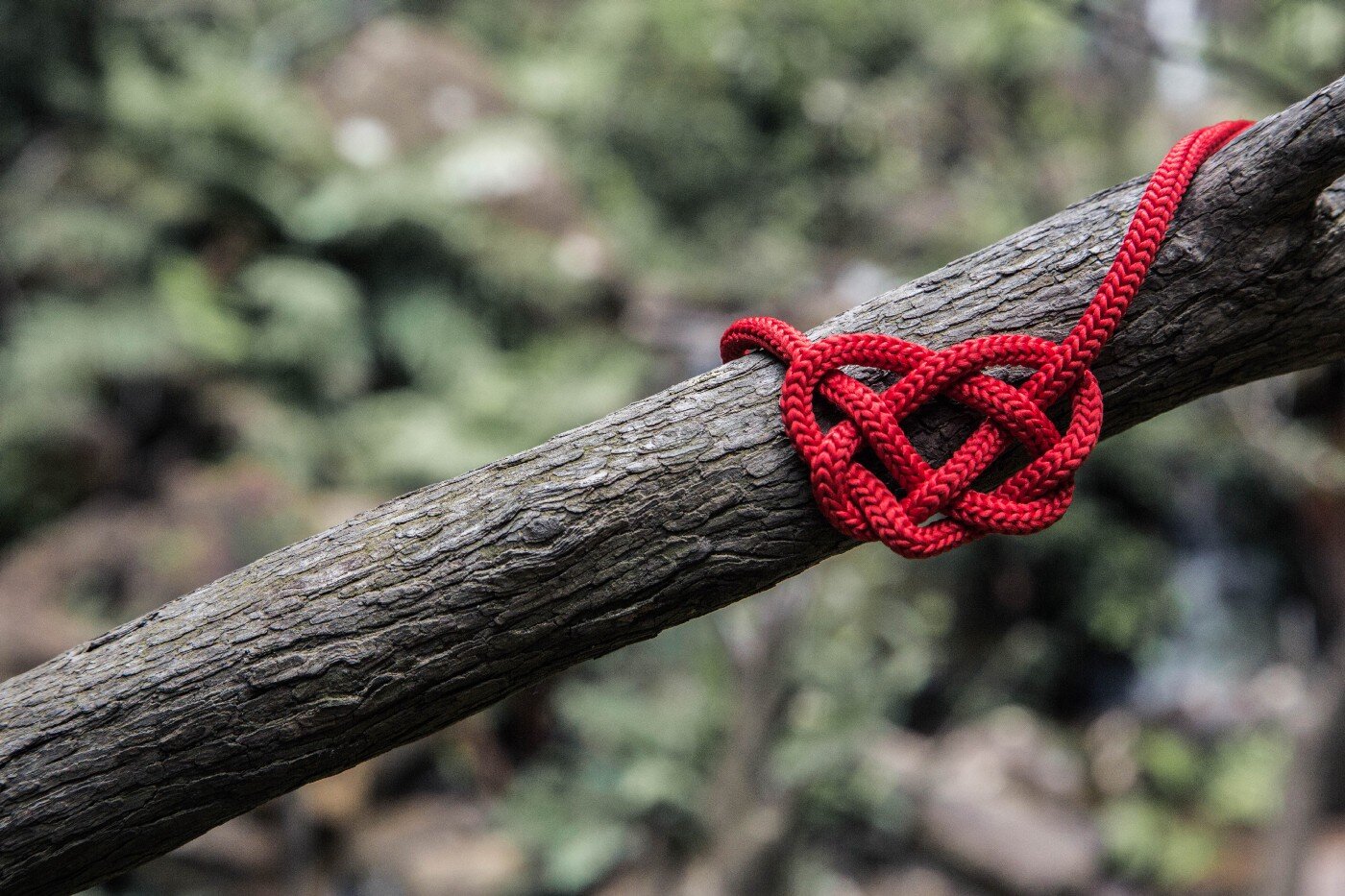 Red rope tied in heart-shaped knot on a branch.