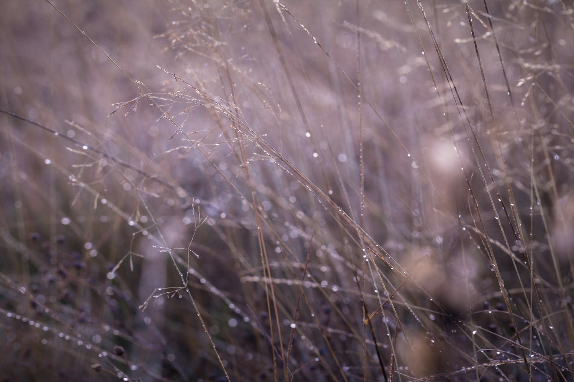 A close up of a field of grass with water droplets on it.