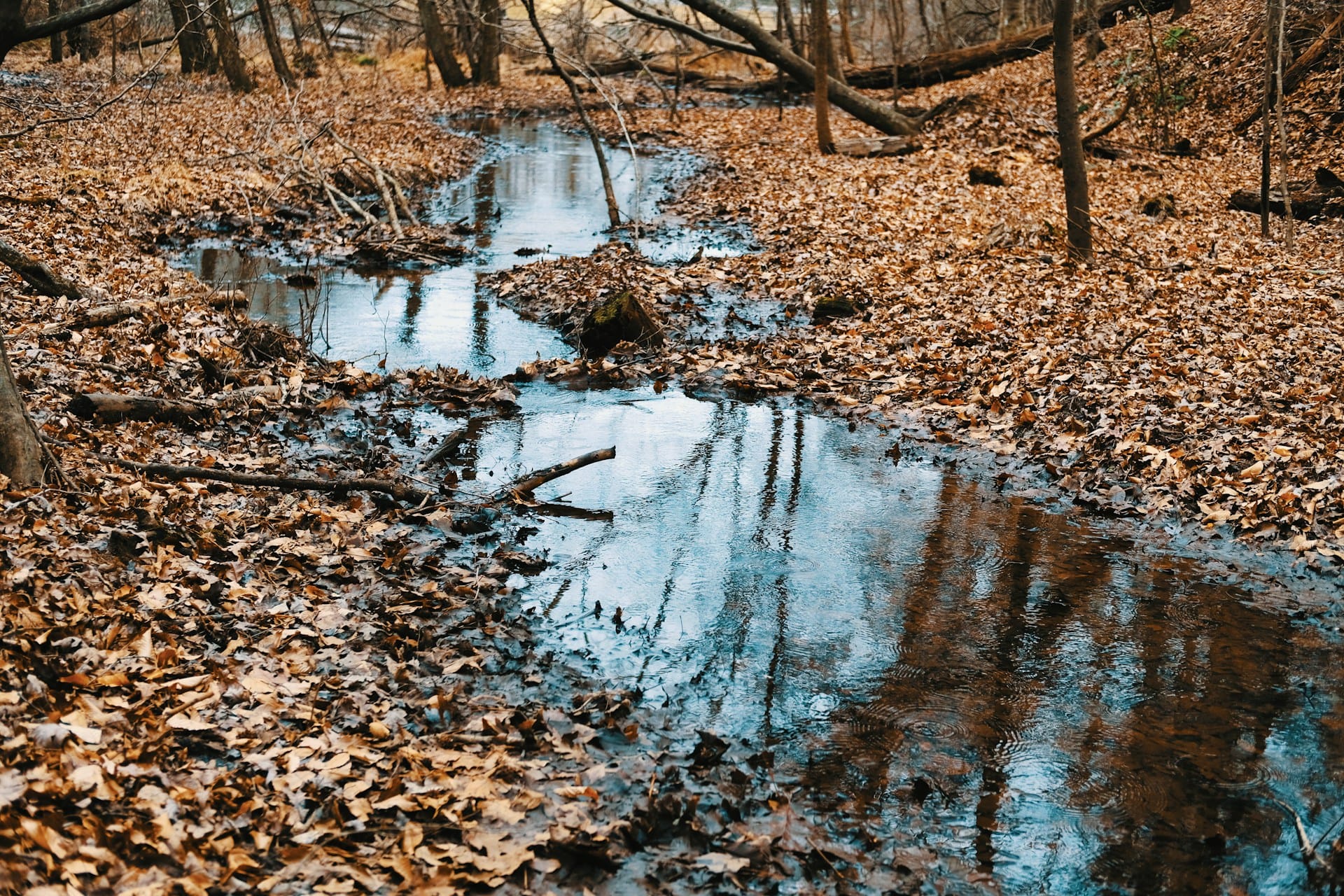 Brown dried leaves surrounding a river.