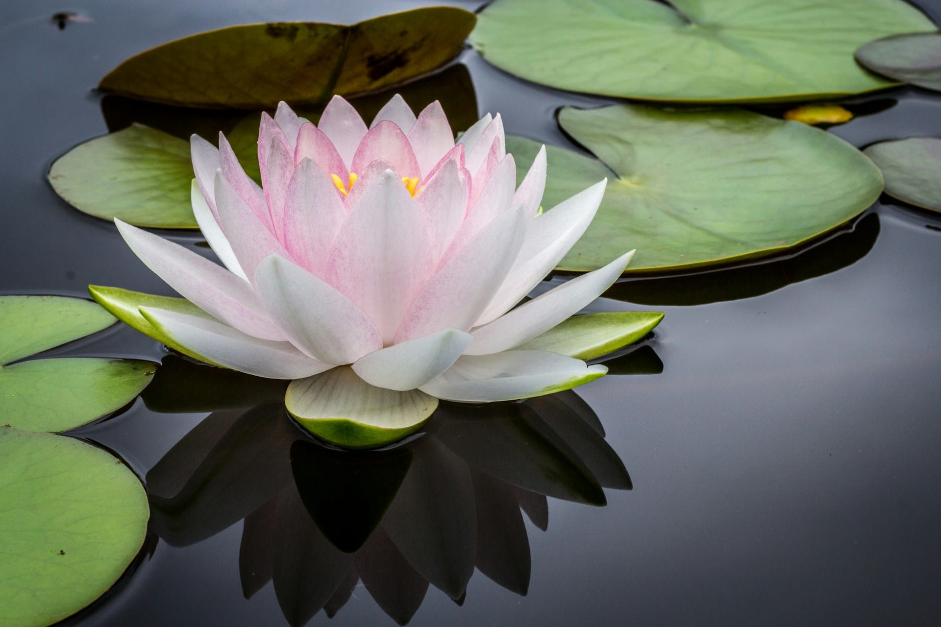 Pink and white lotus flower floating on body of water.