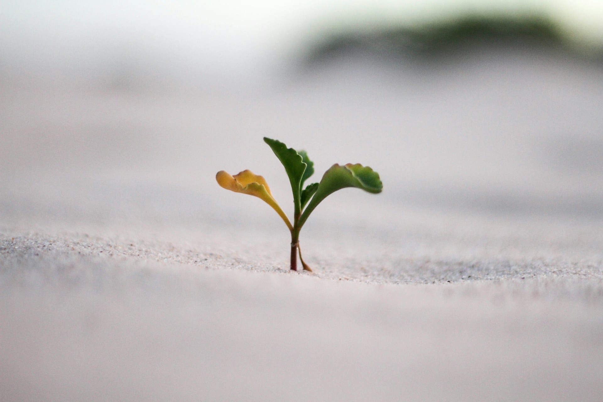Closeup photo of a single plant growing from the ground.