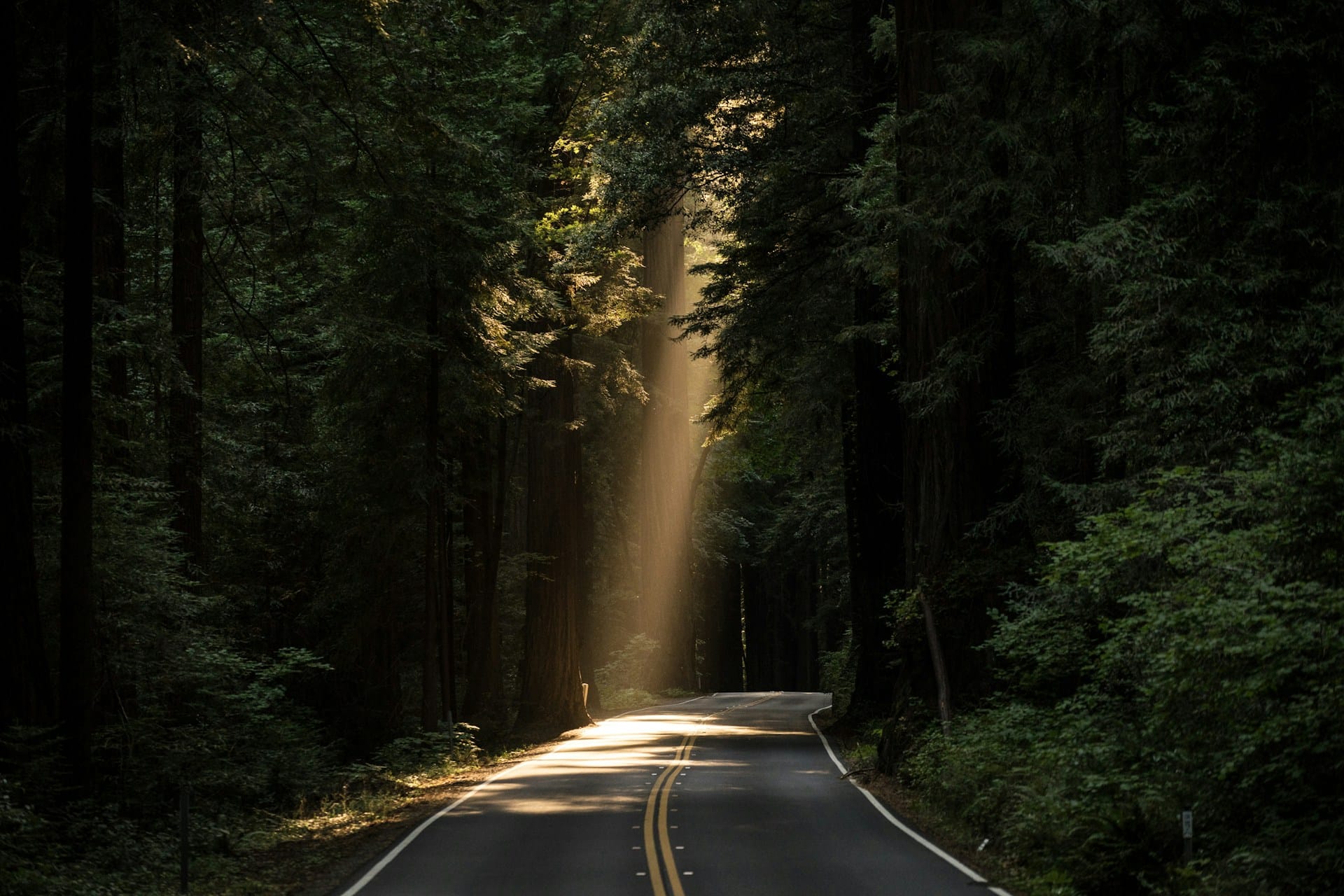 Empty road surrounded by tall tress with sun rays peeking through.