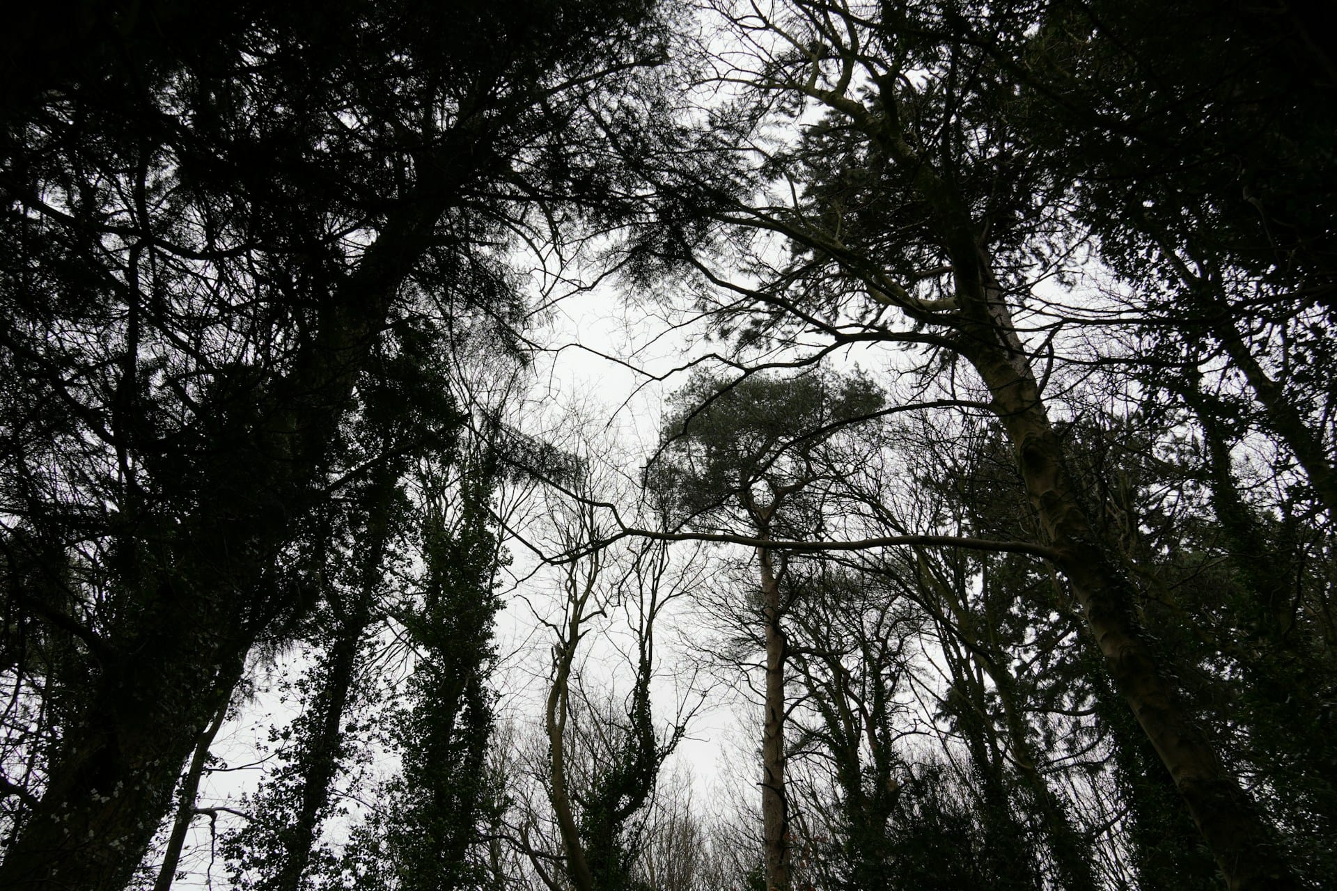 Black and white photo of a forest filled with lots of tall trees.