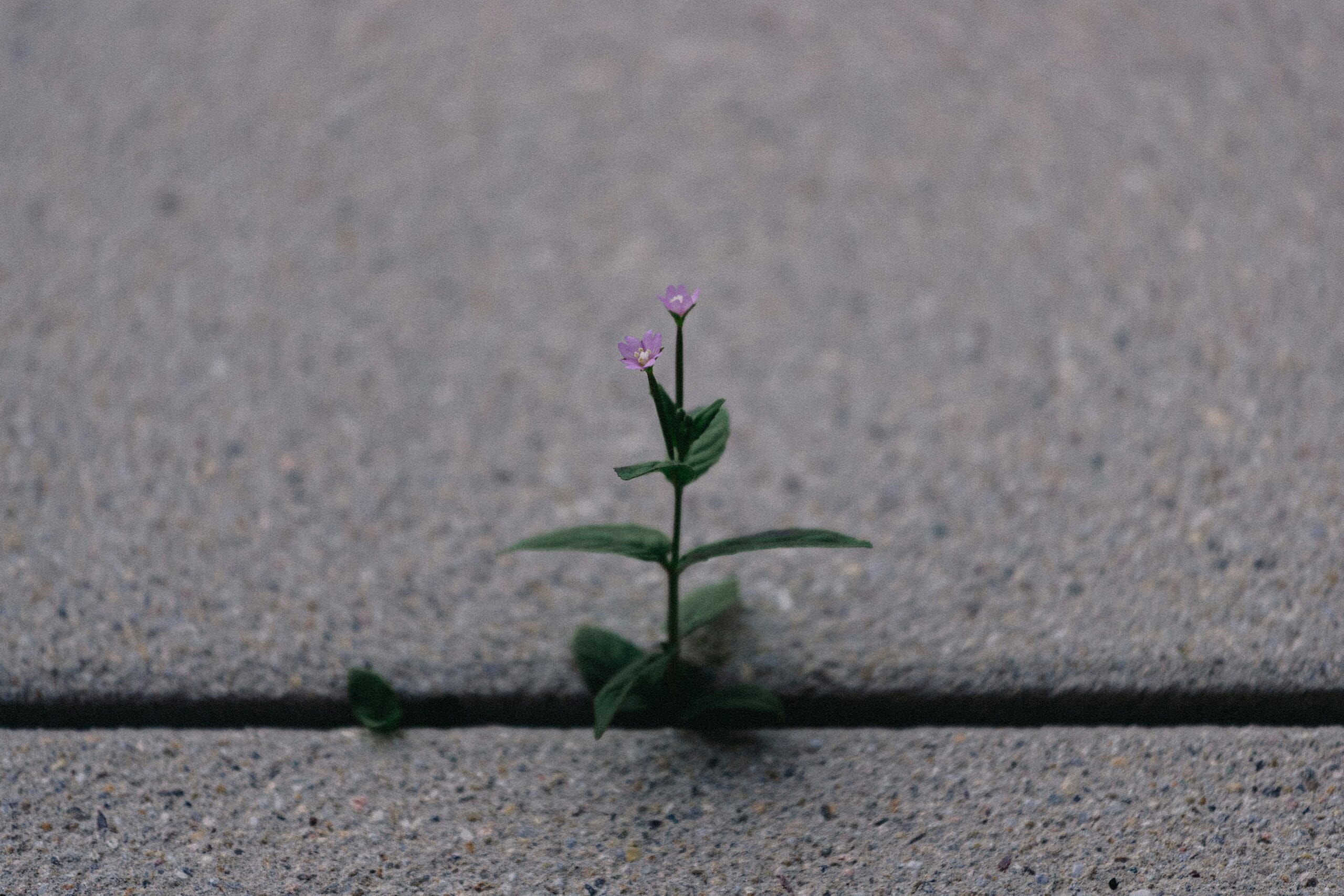 Flower growing through crack in concrete.