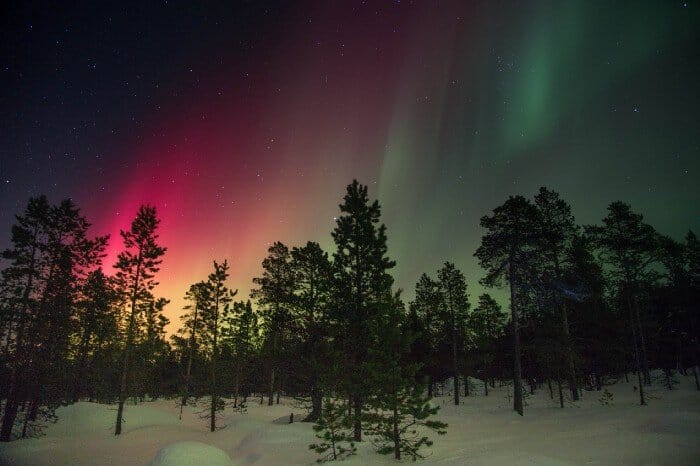 The Northern Lights on a snowy night, shining down on a copse of coniferous trees