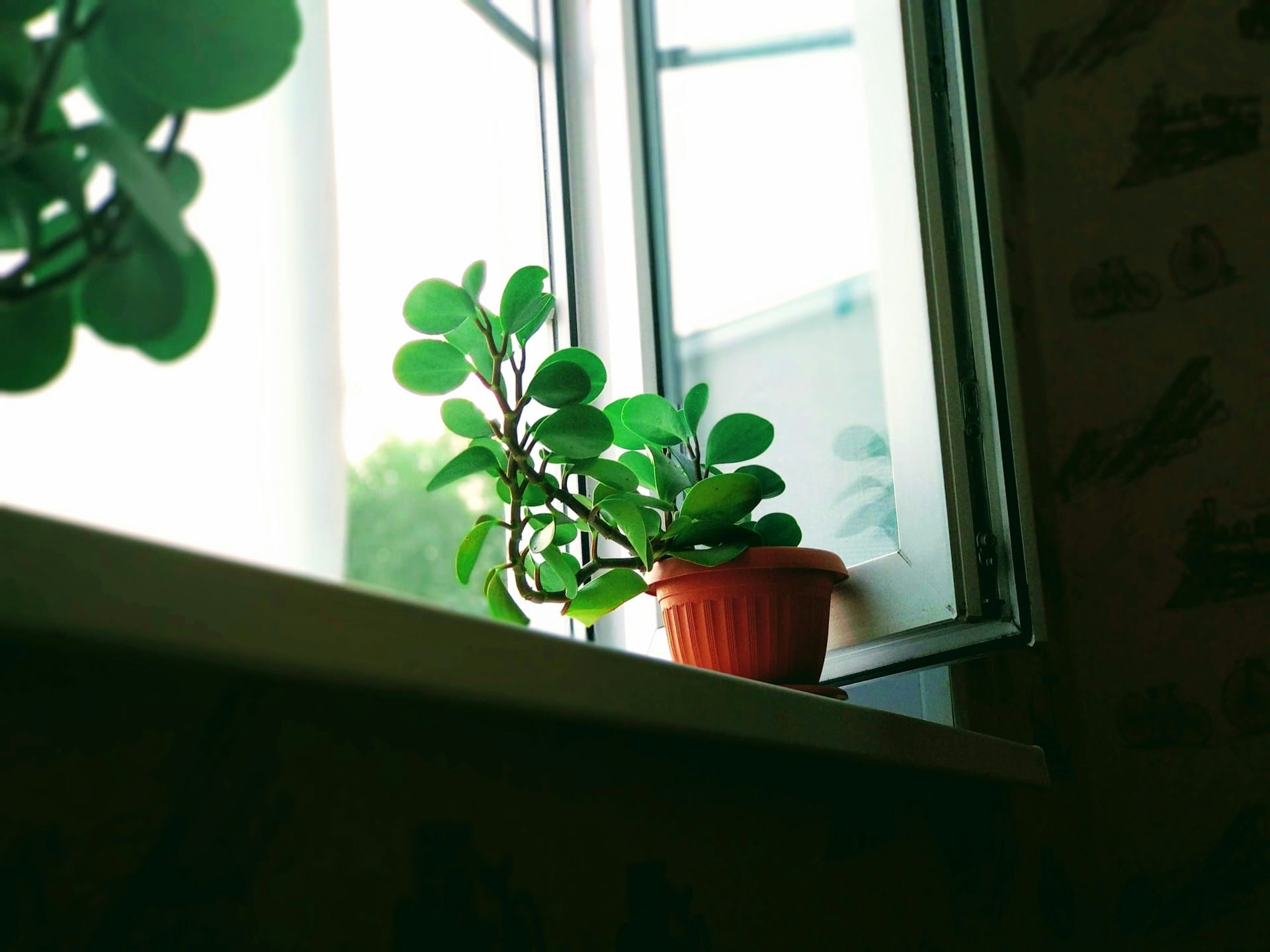A small green plant placed in front of a window.